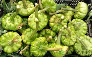 姜柄瓜炒着吃有营养吗视频,营养美味两不误