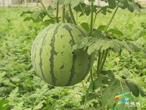 朝阳吃瓜事件最新进展视频,最新视频揭露惊人内幕，真相逐渐浮出水面