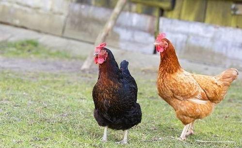 吃瓜群众的母鸡是谁啊视频,揭秘“吃瓜群众母鸡”背后的神秘身份