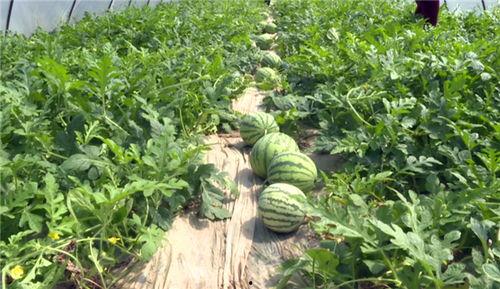 新洲最新吃瓜事件视频,视频揭秘惊人真相