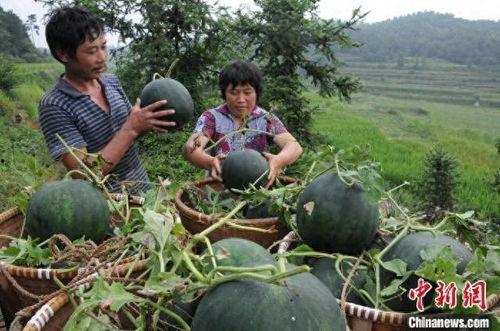 浙江台州吃瓜事件视频,一场网络热议的真相追踪