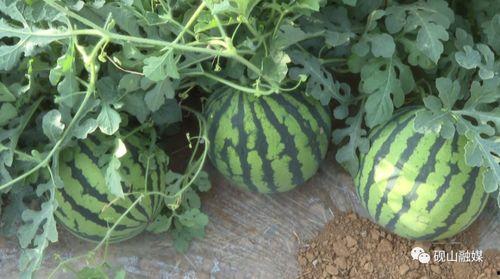 吃瓜群众观西瓜视频,西瓜视频里的瓜田奇观