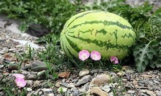 苏州人吃瓜视频