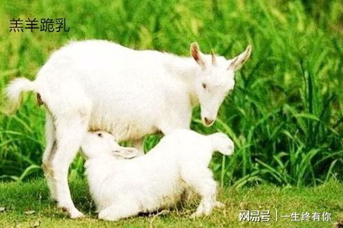 小羊吃瓜必背单词视频,趣味视频助你轻松掌握英语词汇